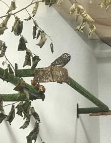 Imagen secundaria 2 - Algunos de los animales recibidos en el Centro de Recuperación de Fauna Silvestre del Principado. 