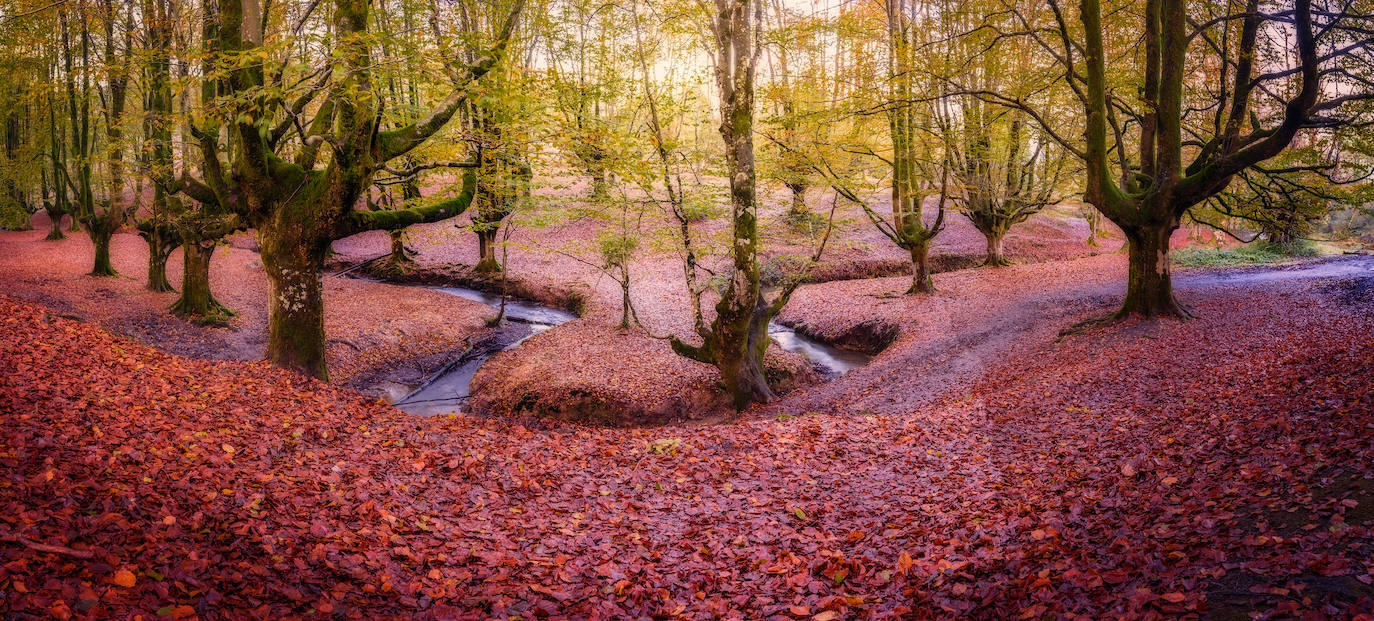 Hayedo de Otzarreta, Euskadi.