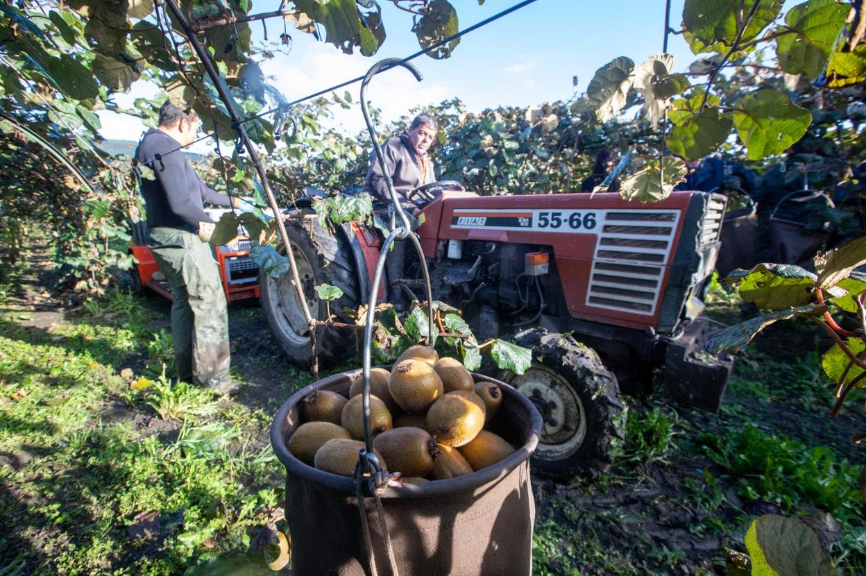 Trabajadores en una plantación de kiwi en Pravia. 