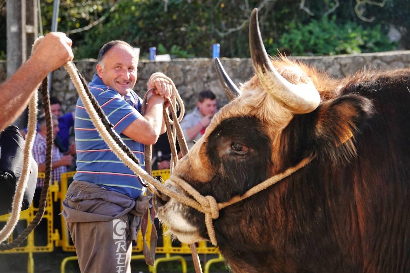 La localidad de Porrúa, en Llanes, acogió este sábado el XXVIII Concurso Exposición de la Raza Asturiana de la Montaña.