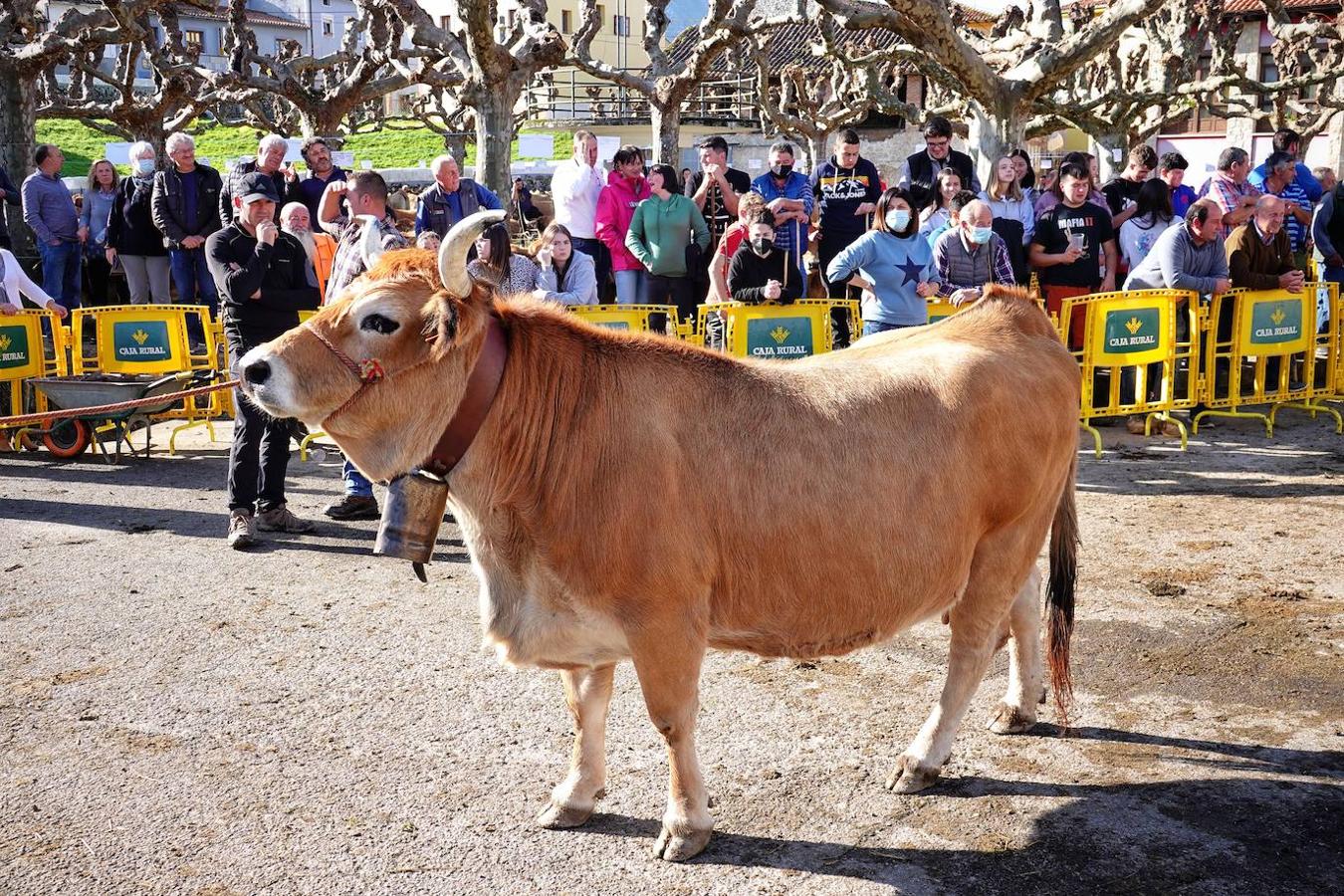 La localidad de Porrúa, en Llanes, acogió este sábado el XXVIII Concurso Exposición de la Raza Asturiana de la Montaña.