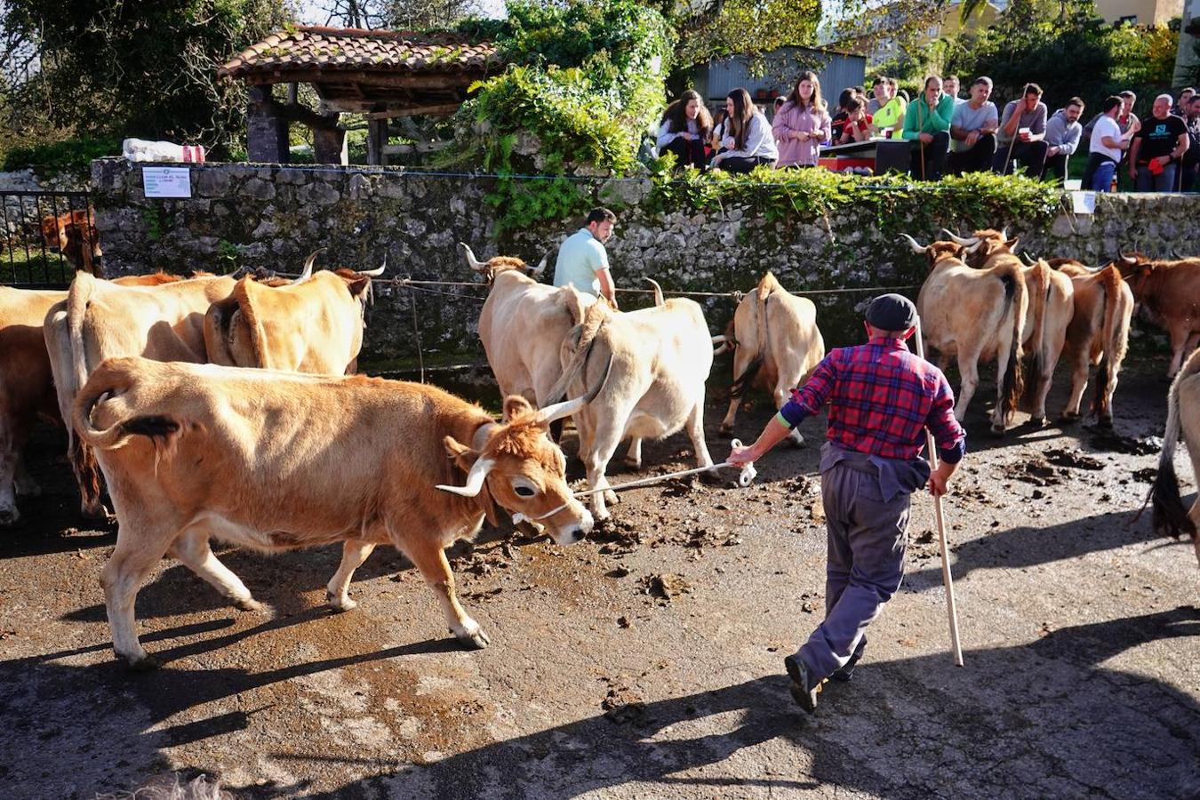 La localidad de Porrúa, en Llanes, acogió este sábado el XXVIII Concurso Exposición de la Raza Asturiana de la Montaña.