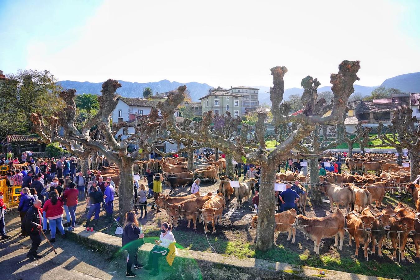 La localidad de Porrúa, en Llanes, acogió este sábado el XXVIII Concurso Exposición de la Raza Asturiana de la Montaña.