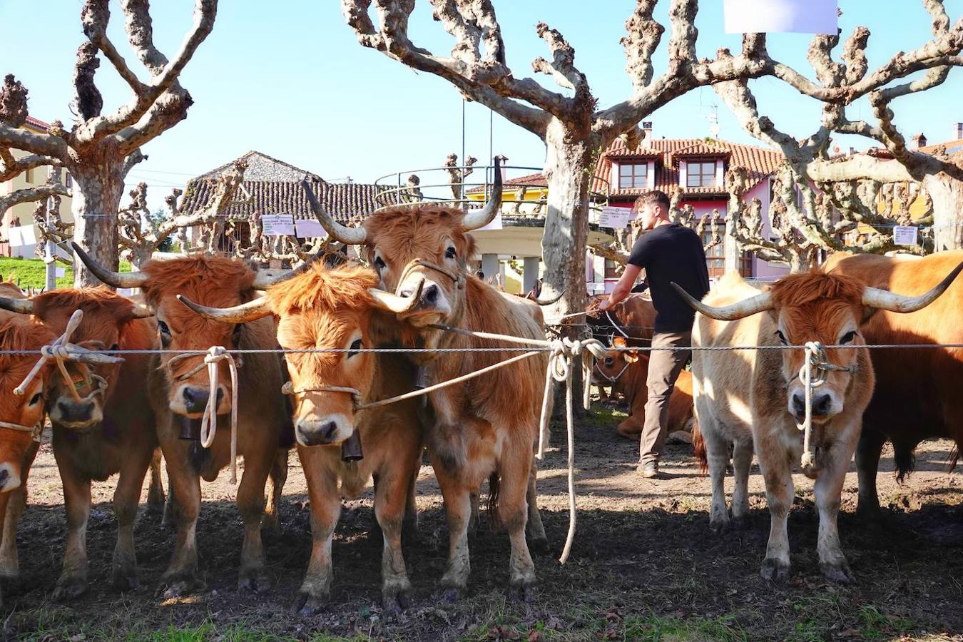 La localidad de Porrúa, en Llanes, acogió este sábado el XXVIII Concurso Exposición de la Raza Asturiana de la Montaña.