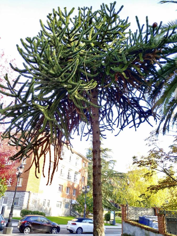 Este jardín es un excelente muestrario segmentado en pequeños espacios verdes personalizados por los árboles que los integran y por las muestras de estratos rocosos de los diferentes periodos de la historia geológica de Oviedo.