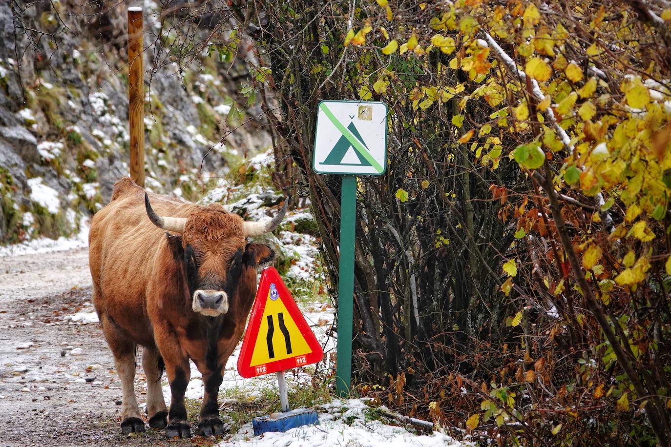 Fotos: Asturias, bajo el primer temporal de nieve del otoño