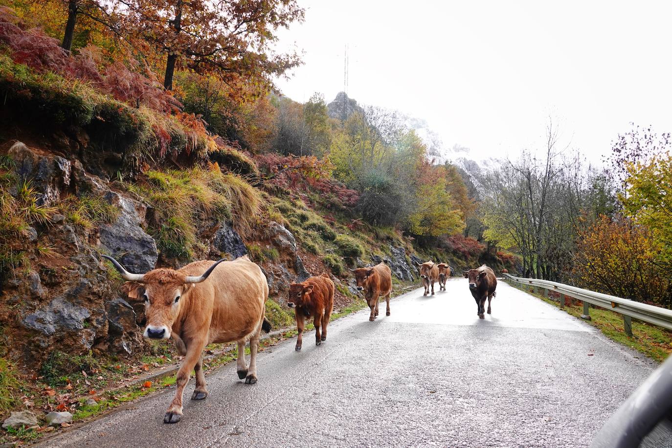 Fotos: Asturias, bajo el primer temporal de nieve del otoño