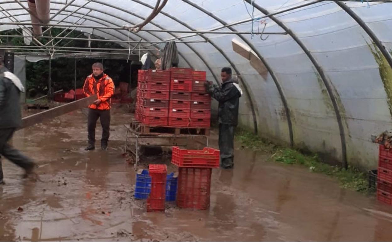30.000 lechugas y 15.000 kilos de manzana arrasados por el temporal en Ribadesella