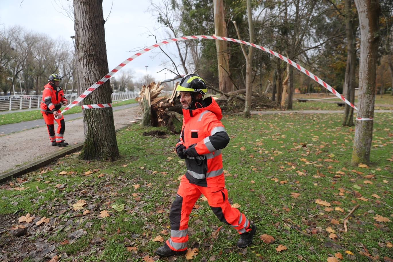 El temporal tira un árbol de 20 metros en Isabel la Católica y el alumbrado navideño de Aquilino Hurlé