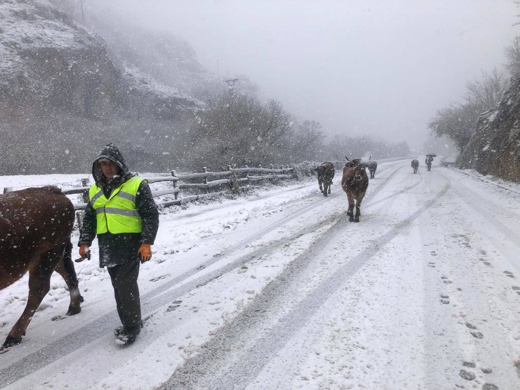 Fotos: El temporal cubre a Asturias de blanco