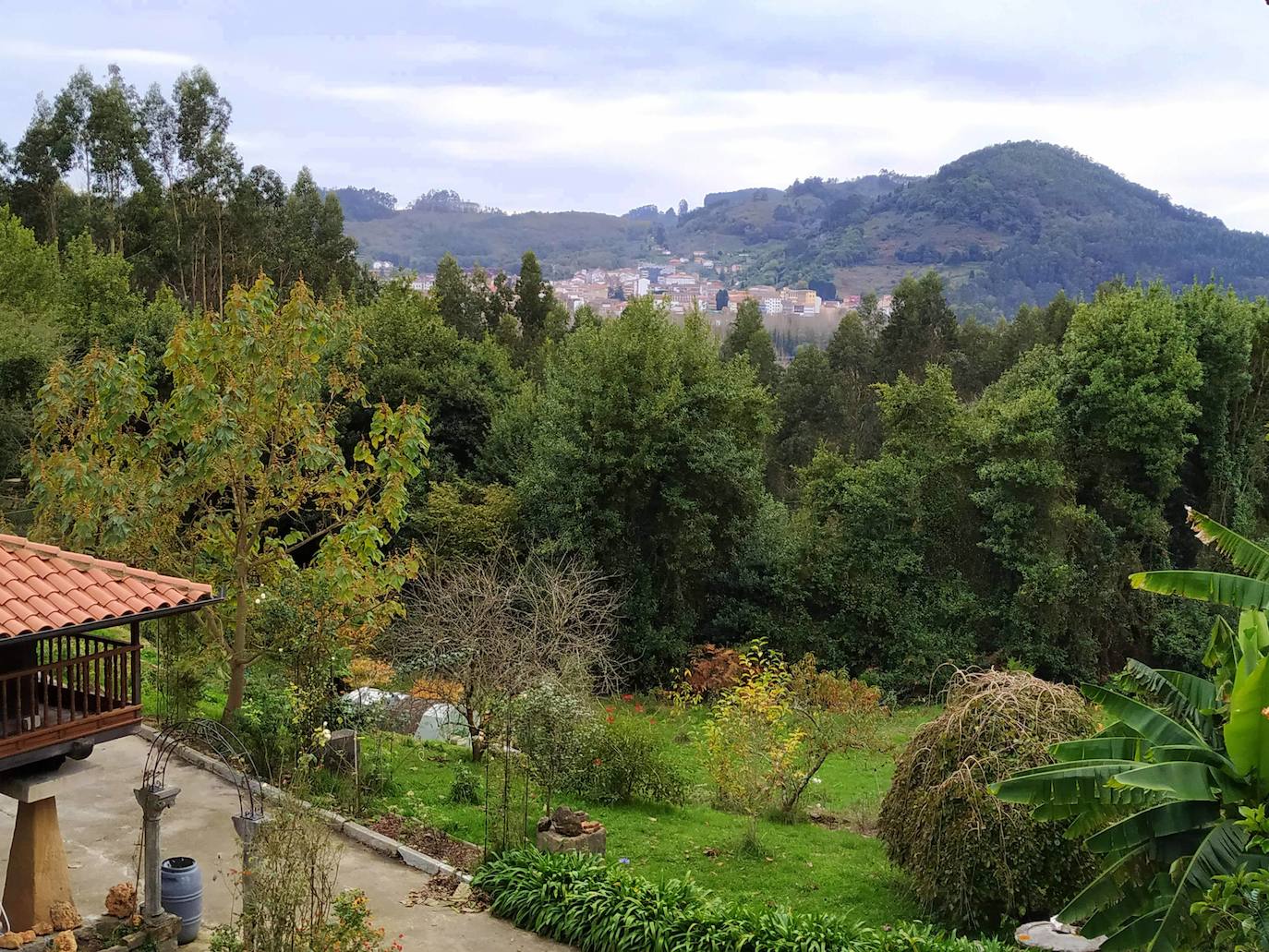 En el pueblecito de Santianes, en Pravia, a escasos metros de la iglesia prerrománica más antigua de Asturias, Marga y Pedro esconden un jardín idílico casi convertido en bosque. Allí atesoran la mayor colección de esta flor de Asturias. Tienen 600 variedades