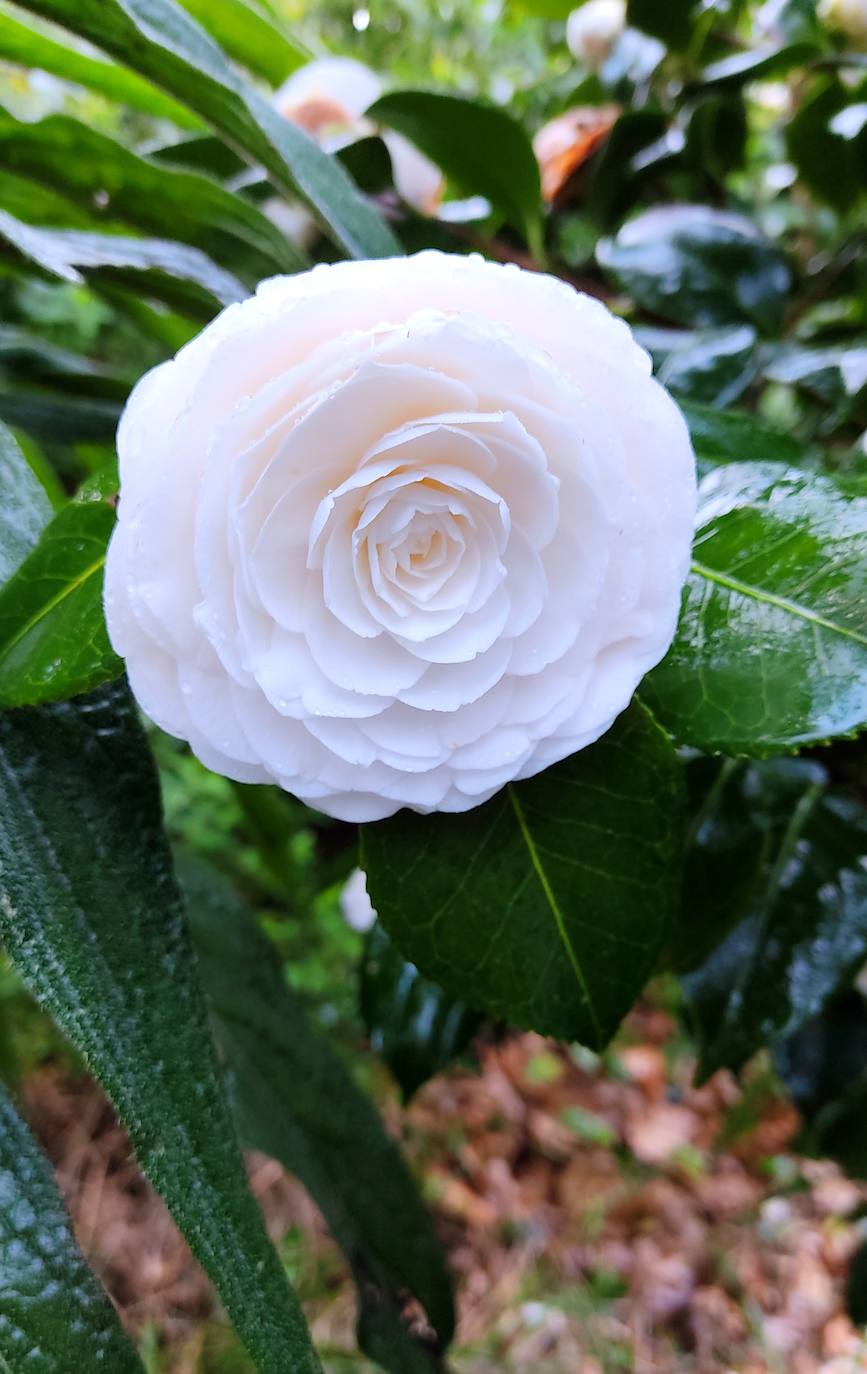 En el pueblecito de Santianes, en Pravia, a escasos metros de la iglesia prerrománica más antigua de Asturias, Marga y Pedro esconden un jardín idílico casi convertido en bosque. Allí atesoran la mayor colección de esta flor de Asturias. Tienen 600 variedades