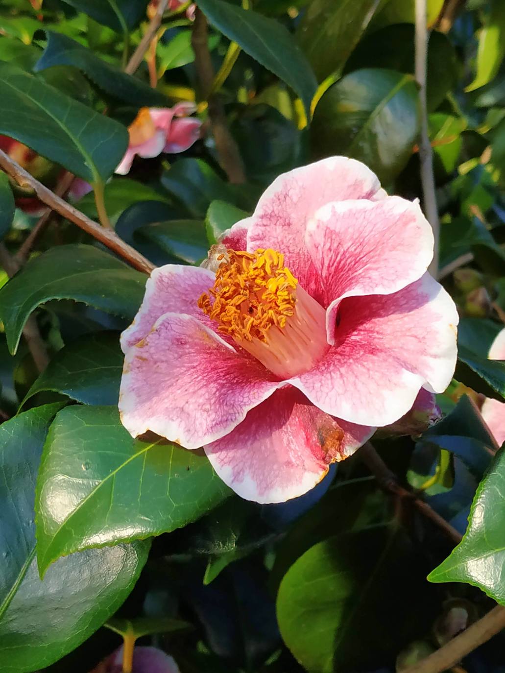 En el pueblecito de Santianes, en Pravia, a escasos metros de la iglesia prerrománica más antigua de Asturias, Marga y Pedro esconden un jardín idílico casi convertido en bosque. Allí atesoran la mayor colección de esta flor de Asturias. Tienen 600 variedades | En la imagen, camelia japónica kukure-iso 