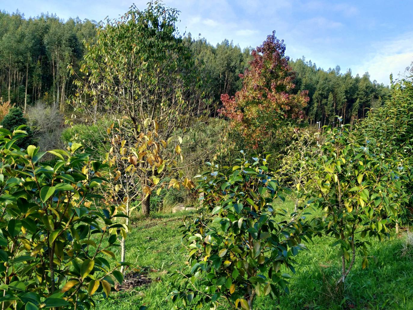 En el pueblecito de Santianes, en Pravia, a escasos metros de la iglesia prerrománica más antigua de Asturias, Marga y Pedro esconden un jardín idílico casi convertido en bosque. Allí atesoran la mayor colección de esta flor de Asturias. Tienen 600 variedades