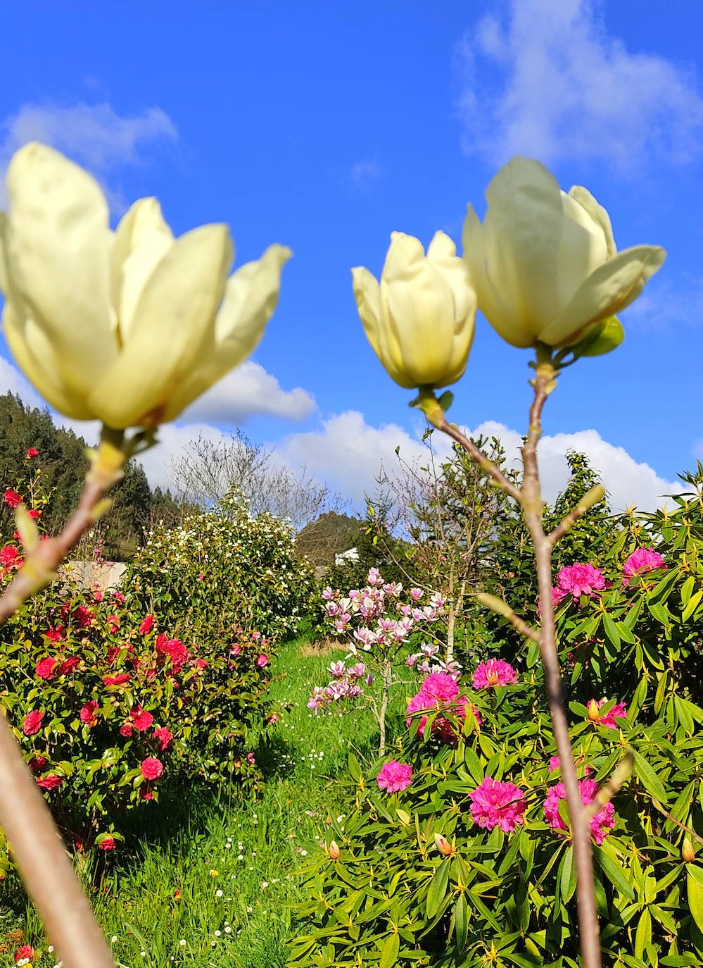 En el pueblecito de Santianes, en Pravia, a escasos metros de la iglesia prerrománica más antigua de Asturias, Marga y Pedro esconden un jardín idílico casi convertido en bosque. Allí atesoran la mayor colección de esta flor de Asturias. Tienen 600 variedades