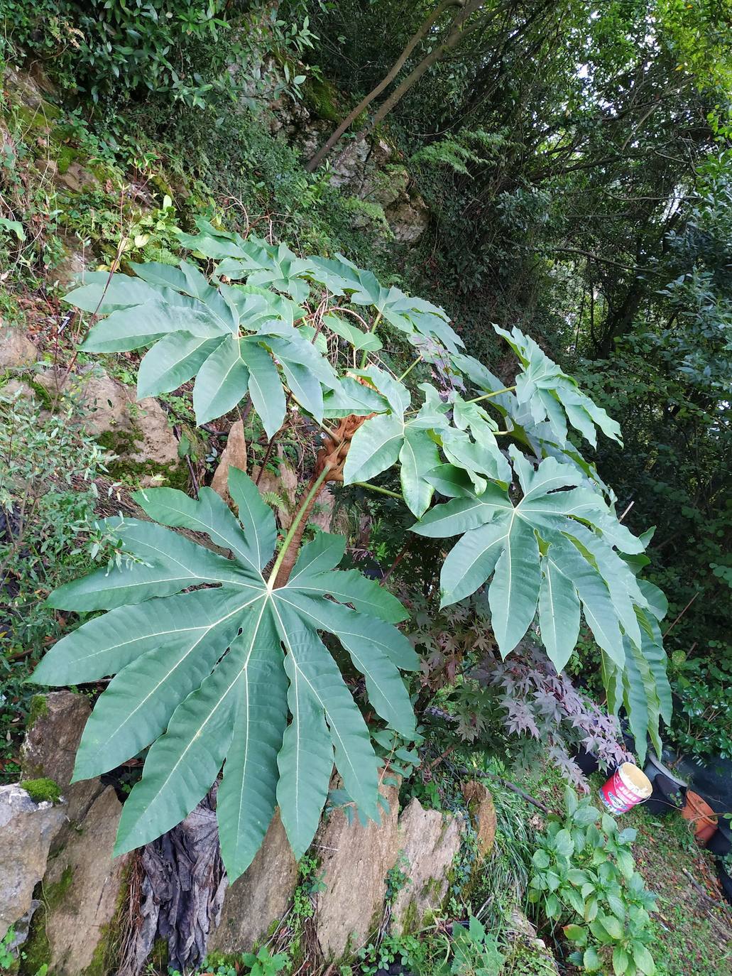 En el pueblecito de Santianes, en Pravia, a escasos metros de la iglesia prerrománica más antigua de Asturias, Marga y Pedro esconden un jardín idílico casi convertido en bosque. Allí atesoran la mayor colección de esta flor de Asturias. Tienen 600 variedades