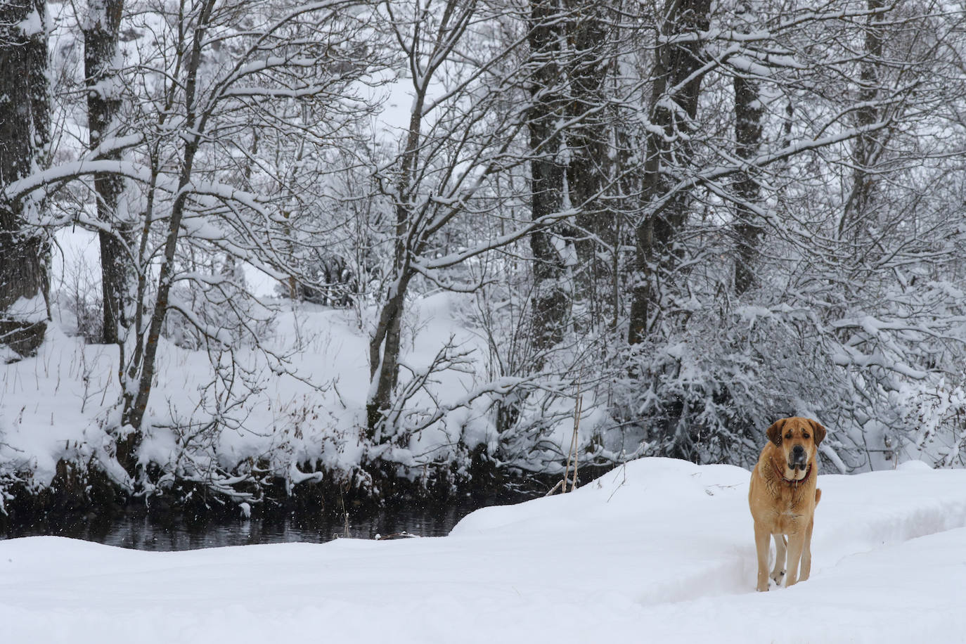 Fotos: La impresionante nevada en Somiedo