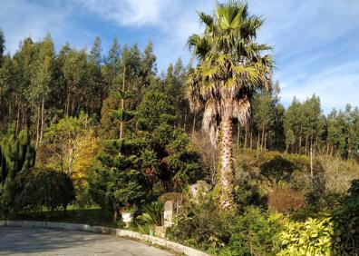 Imagen secundaria 1 - Vista del jardín delantero desde la casa con la araucaria o pino de Norkolk, la palmera washingtoniana y los arces japoneses enanos. | Espectacular árbol de las pelucas en plena floración (cotinus coggygria).