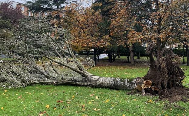 Caída de un árbol de grandes dimensiones en el parque de Versalles. 