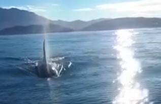 Una pareja se encontró una orca mientras navegaba por la bahía de Lastres.