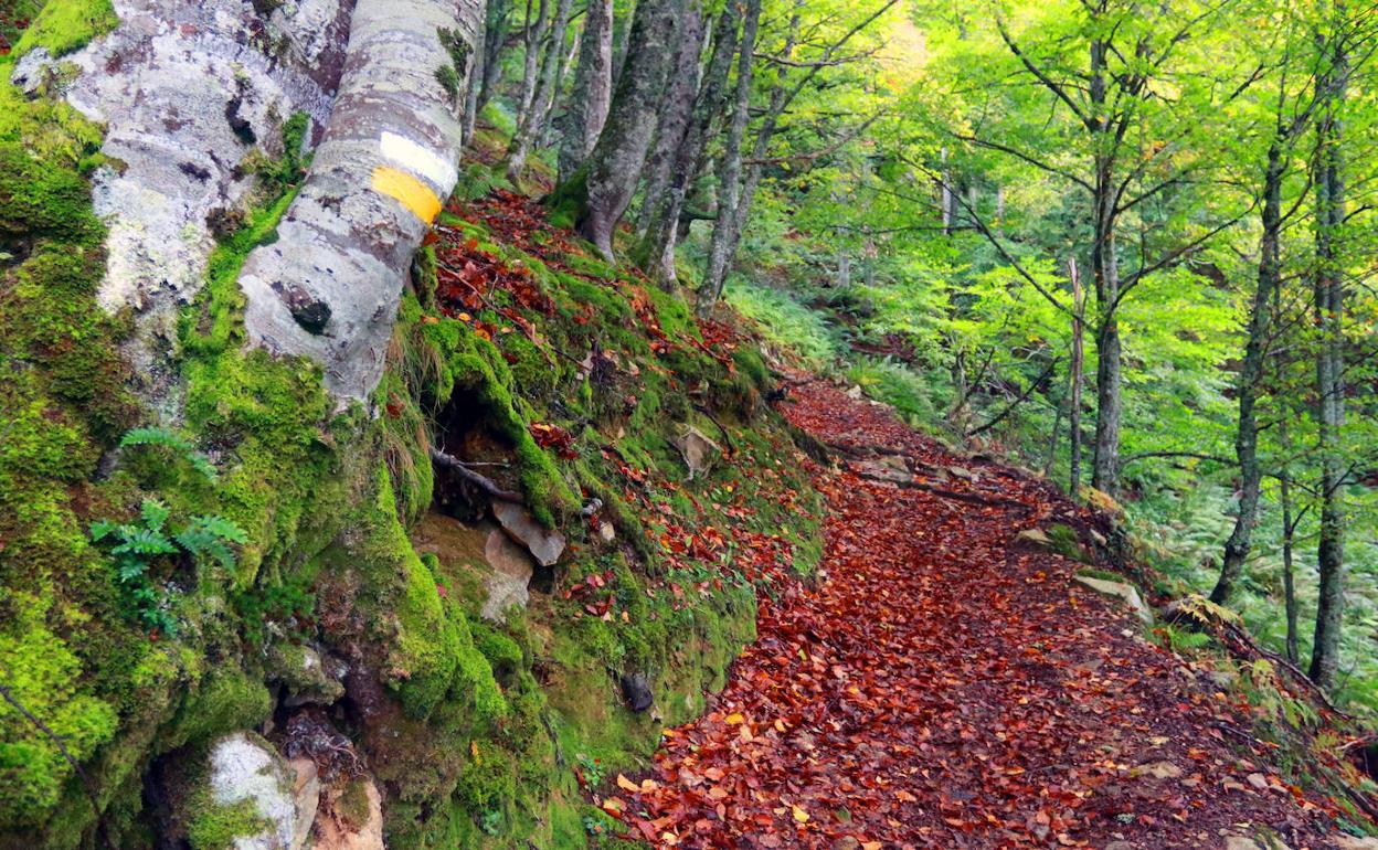 Ruta por la majada y el bosque del Gumial. 