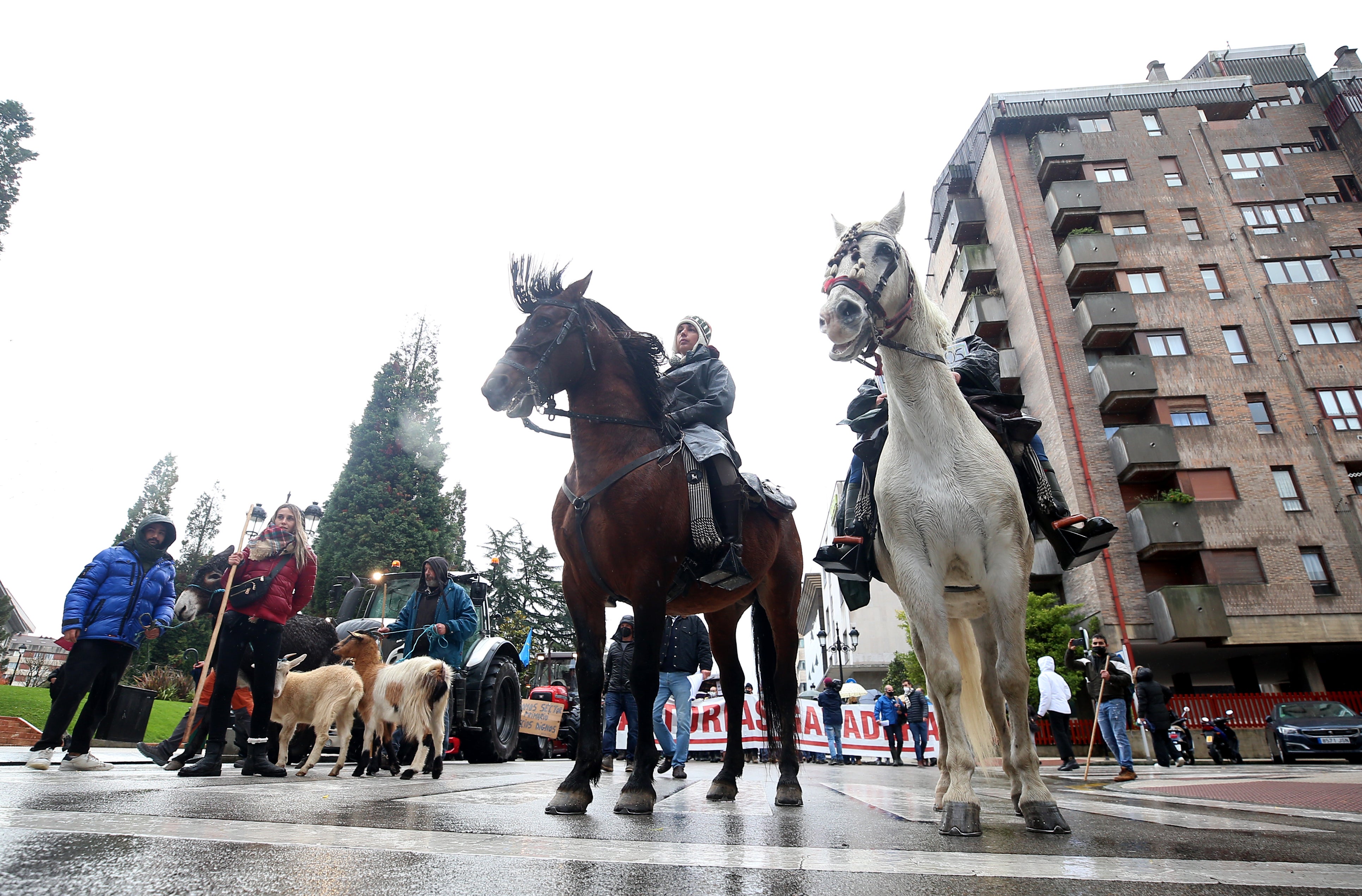 Fotos: El sector ganadero asturiano se manifiesta en Oviedo