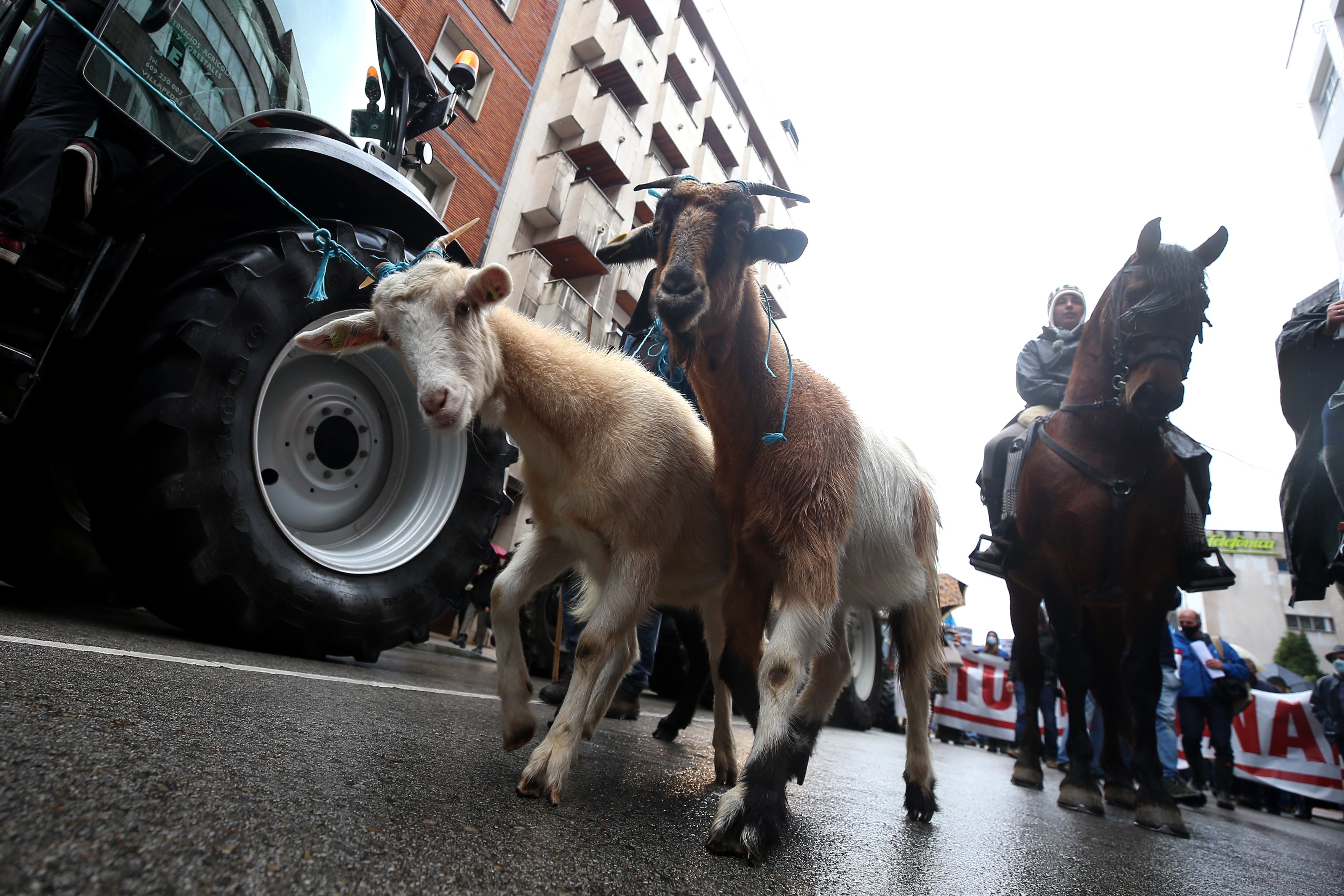 Fotos: El sector ganadero asturiano se manifiesta en Oviedo