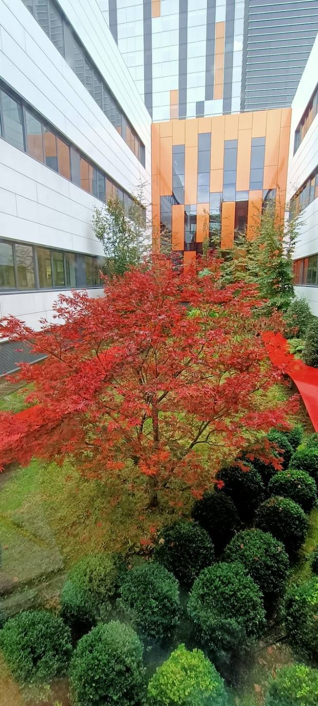 Vista desde arriba de la mitad norte del jardín de otoño con la sección de bolas de boj y los arces japoneses en su roja plenitud. 