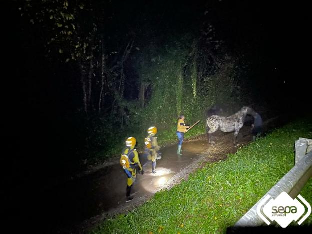 Los bomberos rescatan a dos caballos atrapados por la lluvia en Quinzanas