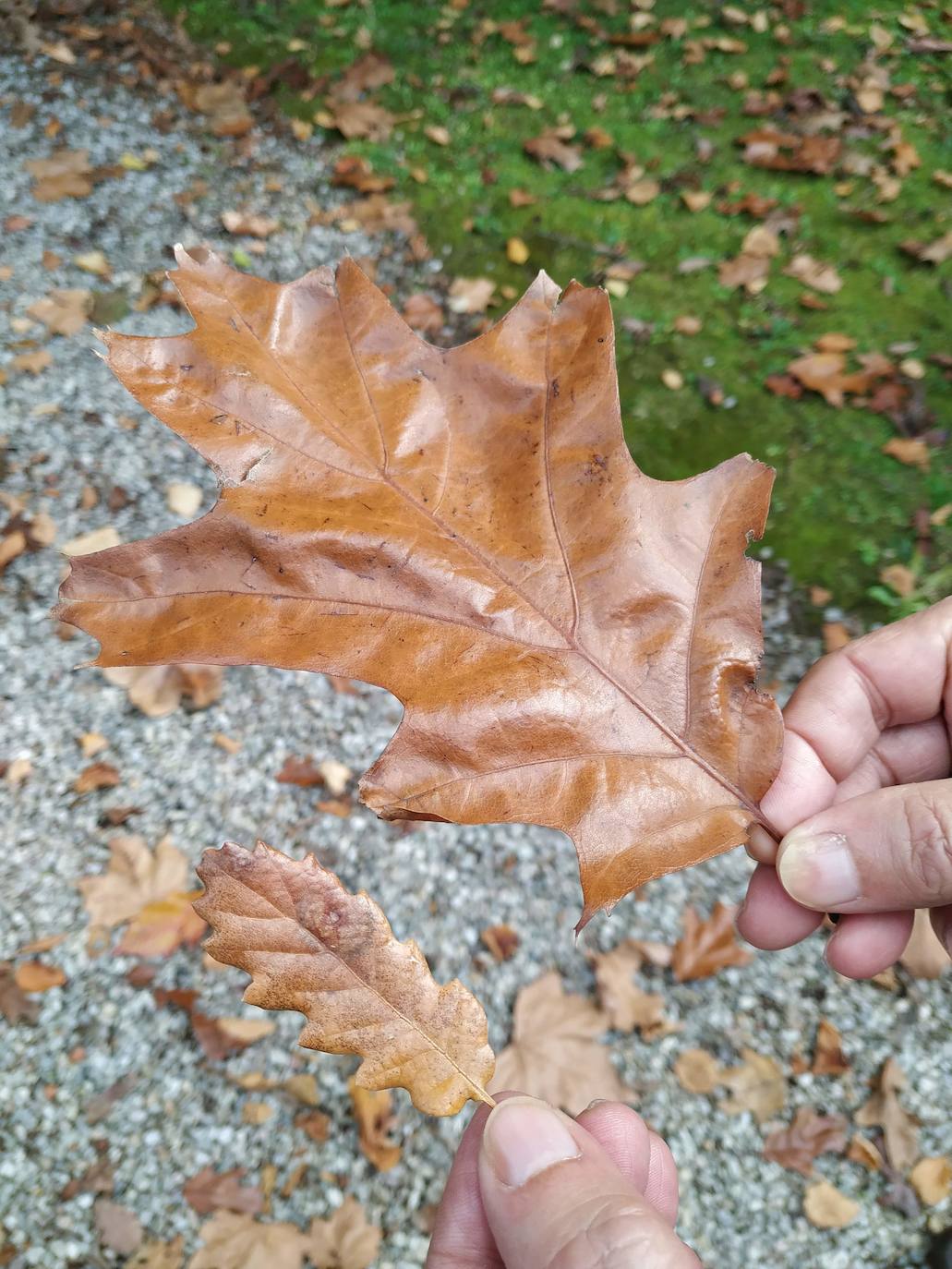 La configuración del jardín se establece a partir de unos enormes e irregulares parterres, impuestos por una red caminera sinuosa de grijo para favorecer el drenaje. Desde la imponente puerta principal se accede a través de un pasillo orlado por bojes donde nos saludan sus dos míticos leones blancos que fueron traídos de un palacio de Cáceres y a sus pies se disponen sendos parterres circulares que se hermosean con flores de temporada.