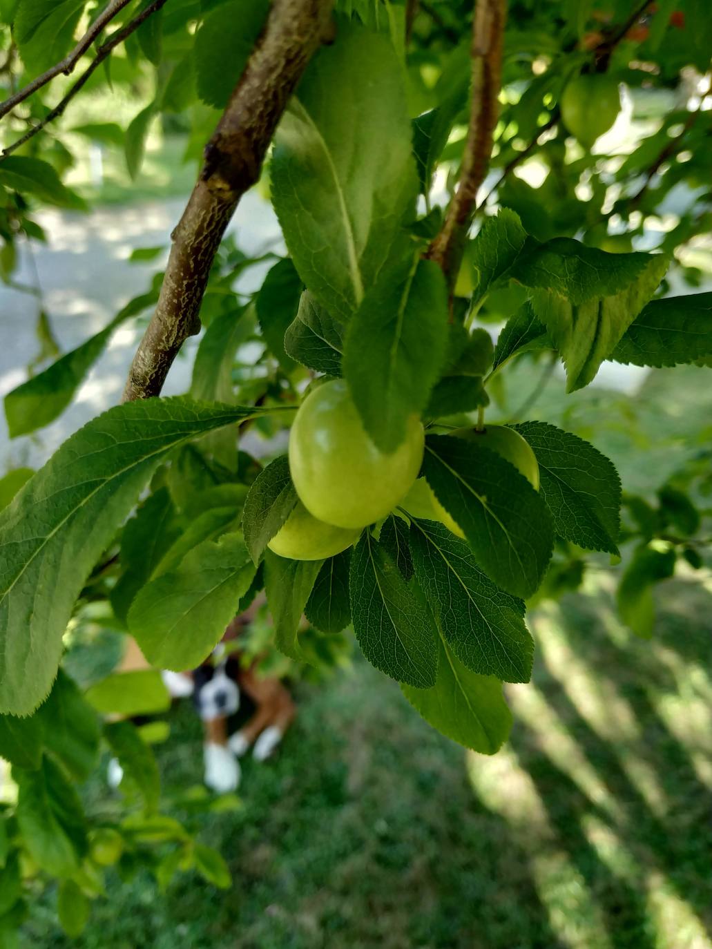 La configuración del jardín se establece a partir de unos enormes e irregulares parterres, impuestos por una red caminera sinuosa de grijo para favorecer el drenaje. Desde la imponente puerta principal se accede a través de un pasillo orlado por bojes donde nos saludan sus dos míticos leones blancos que fueron traídos de un palacio de Cáceres y a sus pies se disponen sendos parterres circulares que se hermosean con flores de temporada.