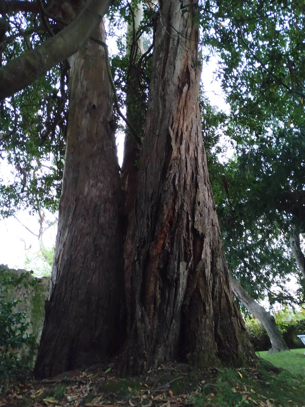 La configuración del jardín se establece a partir de unos enormes e irregulares parterres, impuestos por una red caminera sinuosa de grijo para favorecer el drenaje. Desde la imponente puerta principal se accede a través de un pasillo orlado por bojes donde nos saludan sus dos míticos leones blancos que fueron traídos de un palacio de Cáceres y a sus pies se disponen sendos parterres circulares que se hermosean con flores de temporada.