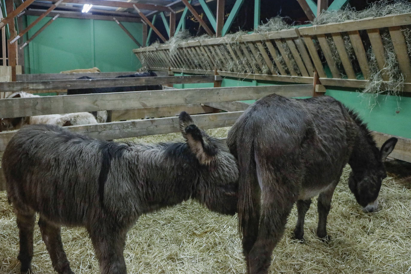 Mercaplana vuelve al recinto ferial Luis Adaro en su edición más segura, con pabellones ventilados y talleres con aforos reducidos 