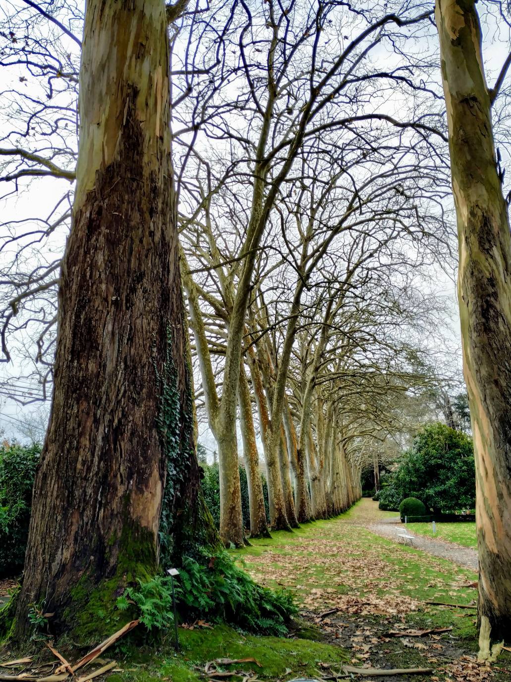 No se podría hablar de jardinería botánica en Asturias sin mencionar a Florencio Valdés y su ingenioso experimento personal que ha llegado a nuestros días bajo el nombre de La Isla | Una hermosa hilera de 43 plátanos de sombra bordea el límite de la meridional de La Isla. Tanto los plátanos como ese inmenso eucalipto son originales de la finca y se acercan a los 200 años de antigüedad 