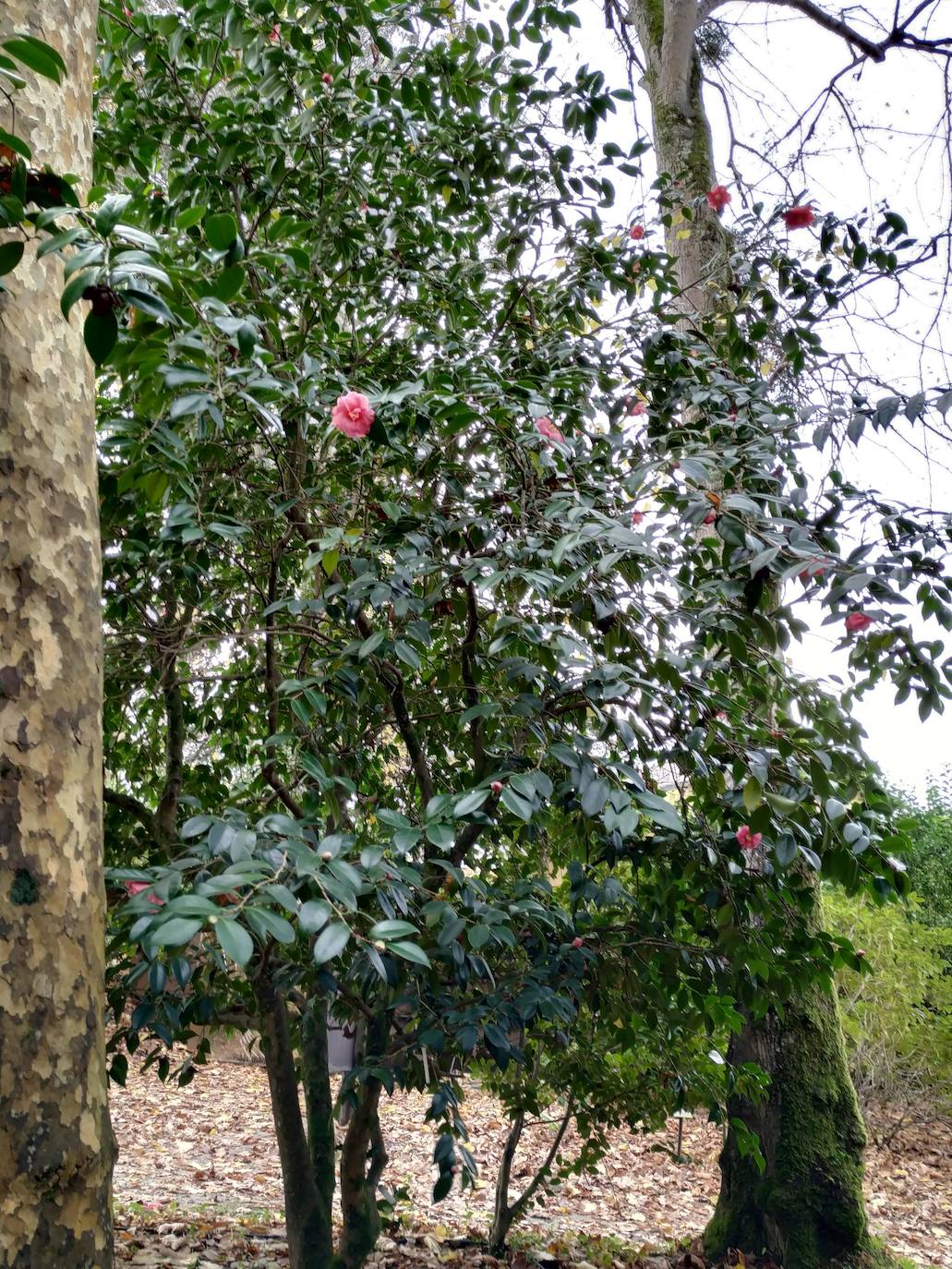 Enorme porte de las camelias japónicas centenarias con sus últimos ejemplares en flor 