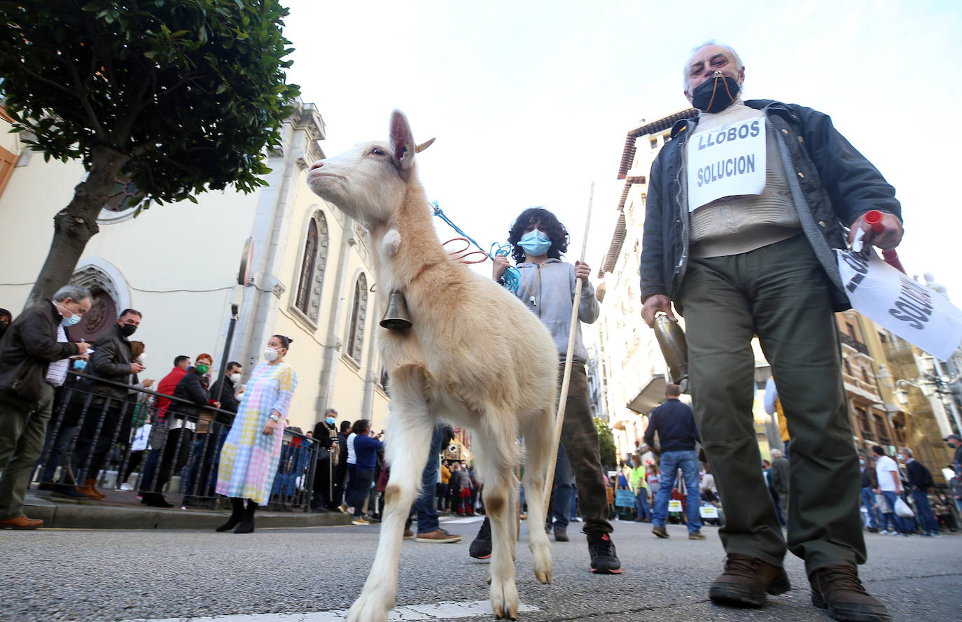 Una nueva tractorada volvió a paralizar el centro de la capital asturiana. Los ganaderos critican el «abandono» por parte de las administraciones públicas. Cientos de personas se concentraron ante la sede de Presidencia, donde se vivieron momentos de tensión. 