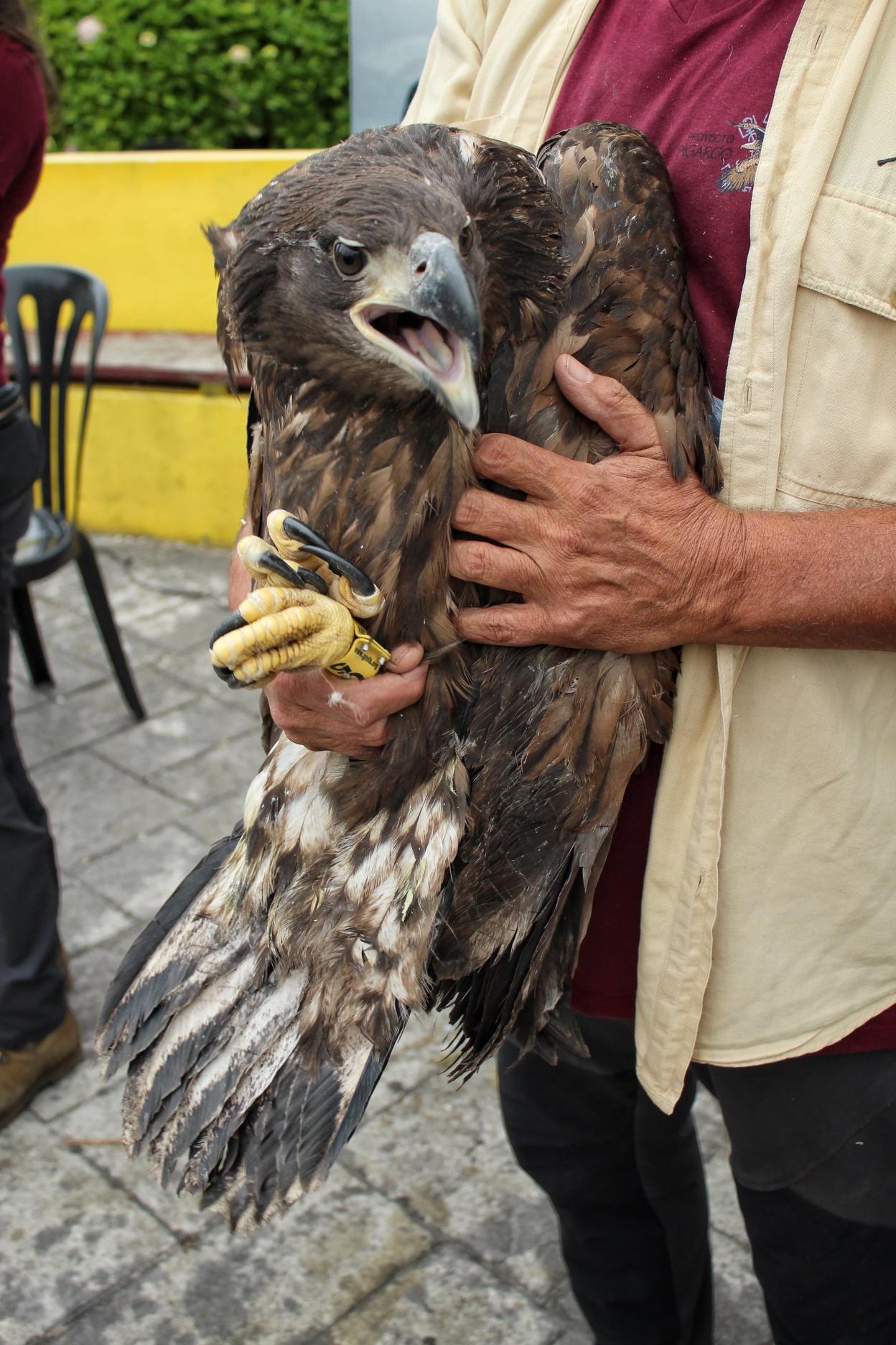 Uno de los pigargos durante su presentación en agosto. 