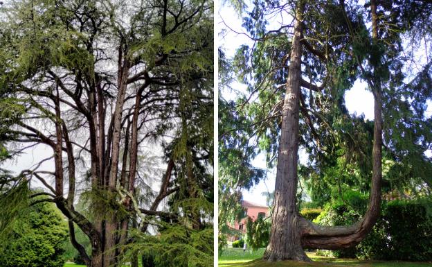 Cedro del Líbano de 150 años de edad. El más antiguo del jardín. Llamativa curvatura del ciprés de Lawson.