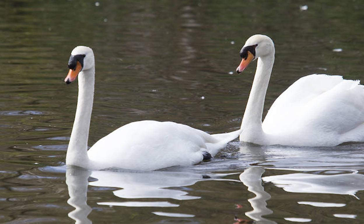 Se ha confirmado la infección de cuatro cisnes de gripe aviar en Cataluña. 