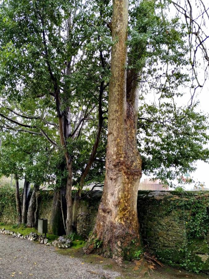 El jardín de la finca La Redonda se trata del principal jardín escultórico de Asturias lo que le imprime también ese salto cualitativo, con destacables obras de artistas como Maojo o Camín, el cual ya ha sido varias veces calificado por autoridades en la materia, como los geógrafos Ramón Alvargonzález y Rodrigo Álvarez Brecht, como el más rico y espectacular de la parroquia de Somió (Gijón), tanto por su dilatada historia, como por su diseño y su variedad botánica; a lo que hay que añadir la antigüedad de un centenar de ejemplares que superan o se aproximan al siglo de vida.