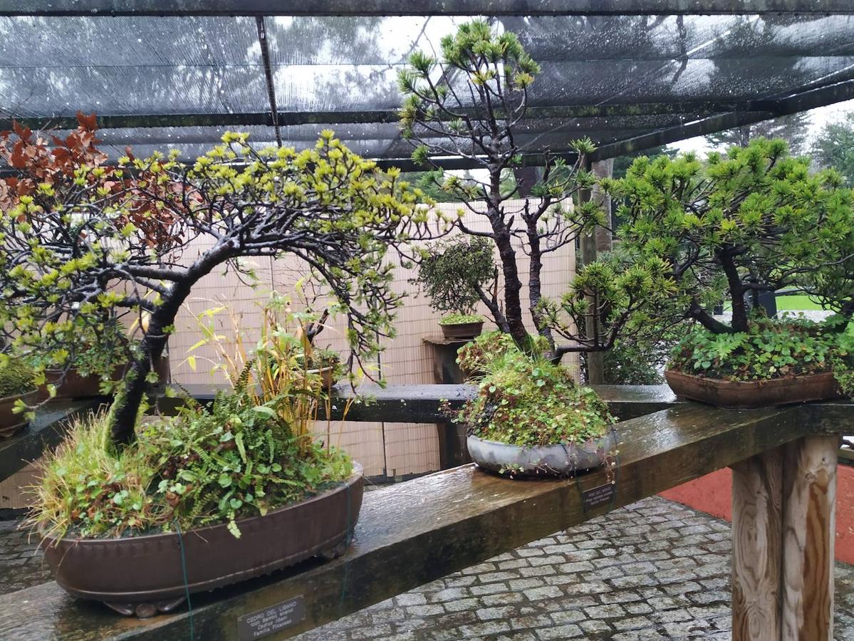 El jardín de la finca La Redonda se trata del principal jardín escultórico de Asturias lo que le imprime también ese salto cualitativo, con destacables obras de artistas como Maojo o Camín, el cual ya ha sido varias veces calificado por autoridades en la materia, como los geógrafos Ramón Alvargonzález y Rodrigo Álvarez Brecht, como el más rico y espectacular de la parroquia de Somió (Gijón), tanto por su dilatada historia, como por su diseño y su variedad botánica; a lo que hay que añadir la antigüedad de un centenar de ejemplares que superan o se aproximan al siglo de vida.