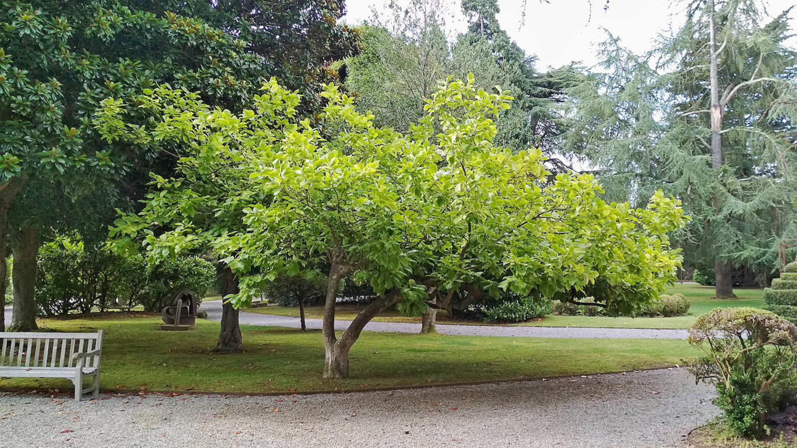 El jardín de la finca La Redonda se trata del principal jardín escultórico de Asturias lo que le imprime también ese salto cualitativo, con destacables obras de artistas como Maojo o Camín, el cual ya ha sido varias veces calificado por autoridades en la materia, como los geógrafos Ramón Alvargonzález y Rodrigo Álvarez Brecht, como el más rico y espectacular de la parroquia de Somió (Gijón), tanto por su dilatada historia, como por su diseño y su variedad botánica; a lo que hay que añadir la antigüedad de un centenar de ejemplares que superan o se aproximan al siglo de vida.