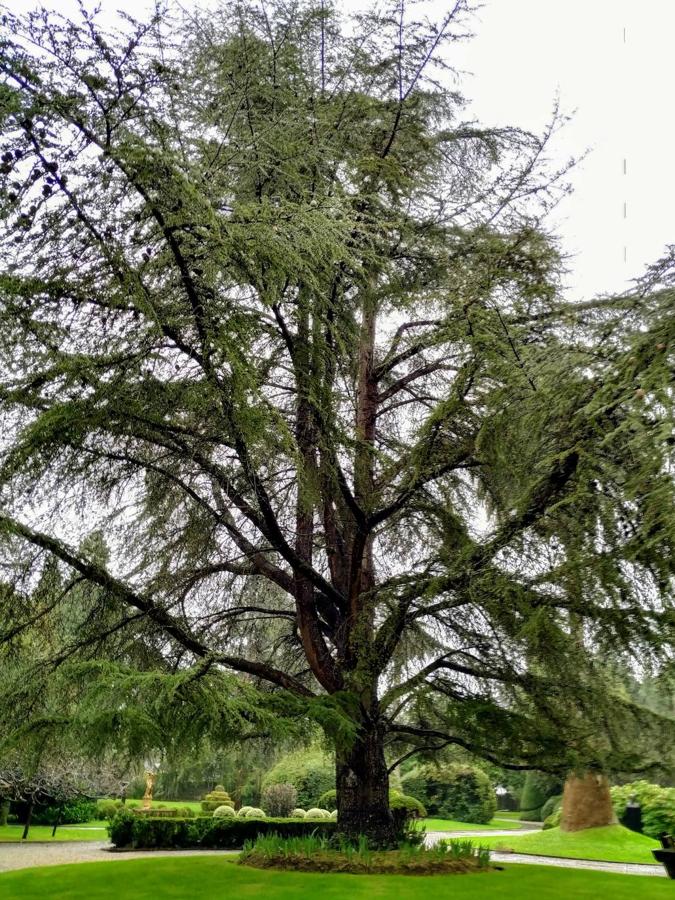 El jardín de la finca La Redonda se trata del principal jardín escultórico de Asturias lo que le imprime también ese salto cualitativo, con destacables obras de artistas como Maojo o Camín, el cual ya ha sido varias veces calificado por autoridades en la materia, como los geógrafos Ramón Alvargonzález y Rodrigo Álvarez Brecht, como el más rico y espectacular de la parroquia de Somió (Gijón), tanto por su dilatada historia, como por su diseño y su variedad botánica; a lo que hay que añadir la antigüedad de un centenar de ejemplares que superan o se aproximan al siglo de vida.