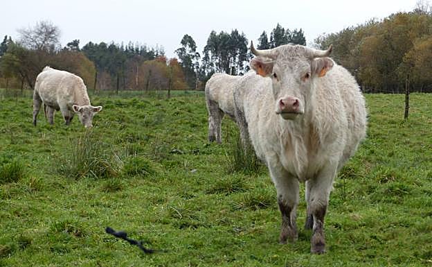 Vacas y terneras CHAROLESAS en Los Corrales de Llanes, 6 de diciembre de 2021