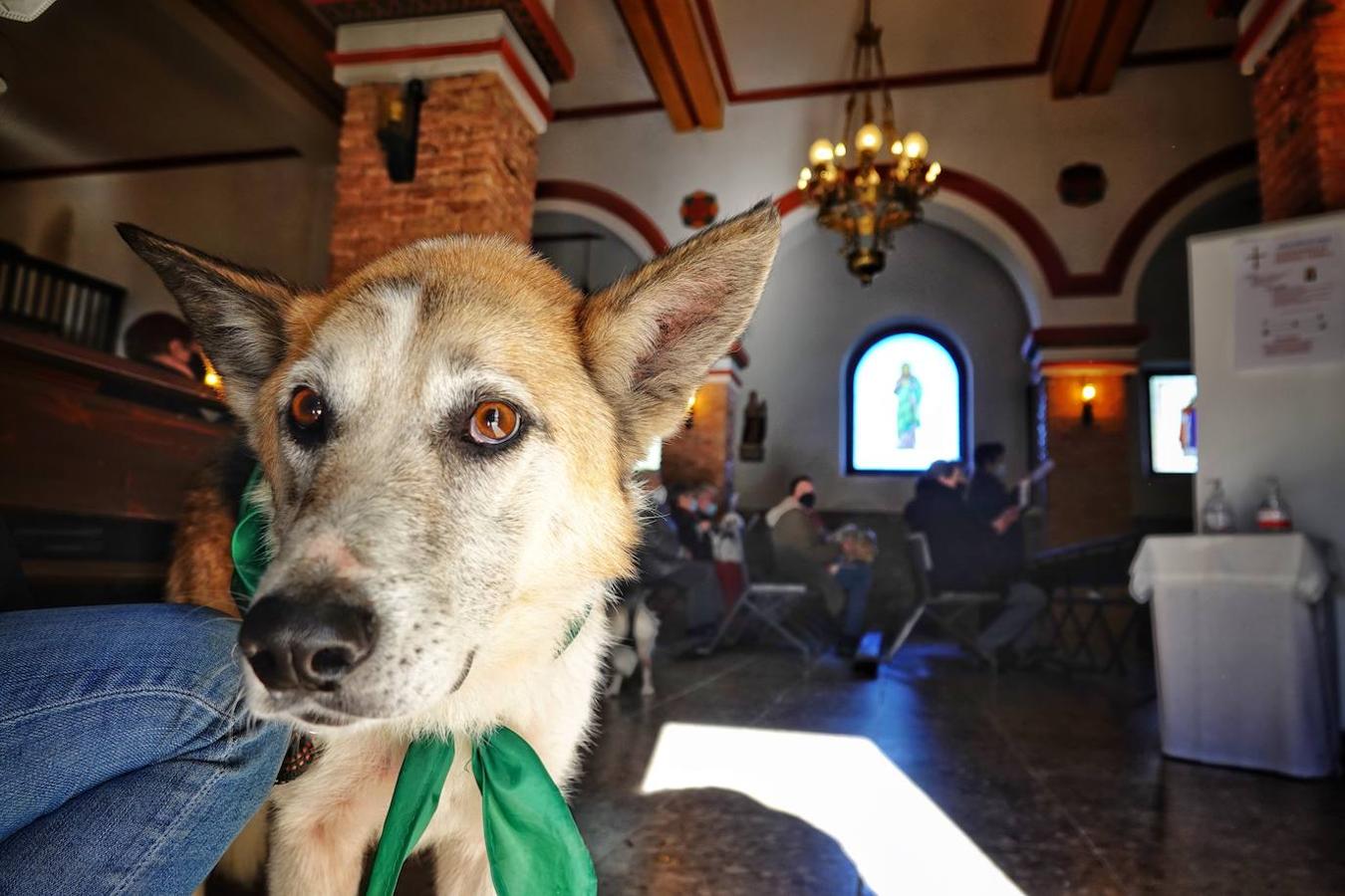 La parroquia de Parres acogió este lunes a sus mascotas para bendecirles con salud y suerte. Se llegaron a ver hasta gallinas y ovejas, entre multitud de perros, en su mayoría, y gatos.