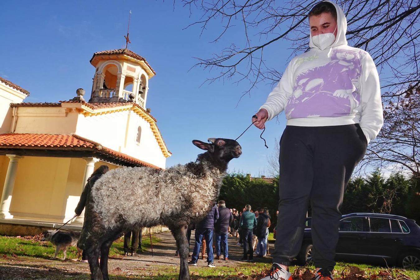 La parroquia de Parres acogió este lunes a sus mascotas para bendecirles con salud y suerte. Se llegaron a ver hasta gallinas y ovejas, entre multitud de perros, en su mayoría, y gatos.