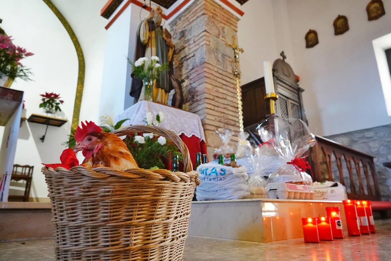 La parroquia de Parres acogió este lunes a sus mascotas para bendecirles con salud y suerte. Se llegaron a ver hasta gallinas y ovejas, entre multitud de perros, en su mayoría, y gatos.
