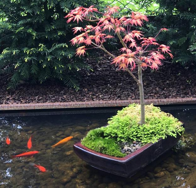 Acer palmatum en bonsái sobre una lámina de agua con peces.