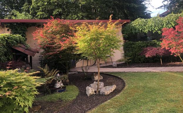 Vista parcial del jardín japonés con los acer palmatum, la dicksonia y los elementos naturales y ornamentales..