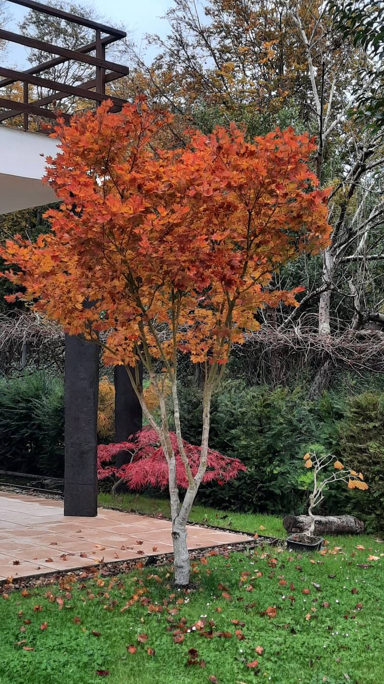 El jardín escultórico japonés de Mario Argüelles se encuentra situado en la histórica finca de los marqueses de Pidal (Somió), convertida ahora en su mayor parte en la urbanización El Pisón.